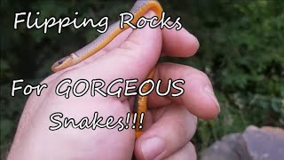 Herping in the poconos mountains!