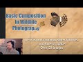 Basic Composition in Wildlife and Bird Photography