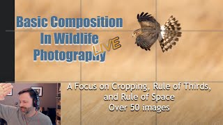 Basic Composition in Wildlife and Bird Photography