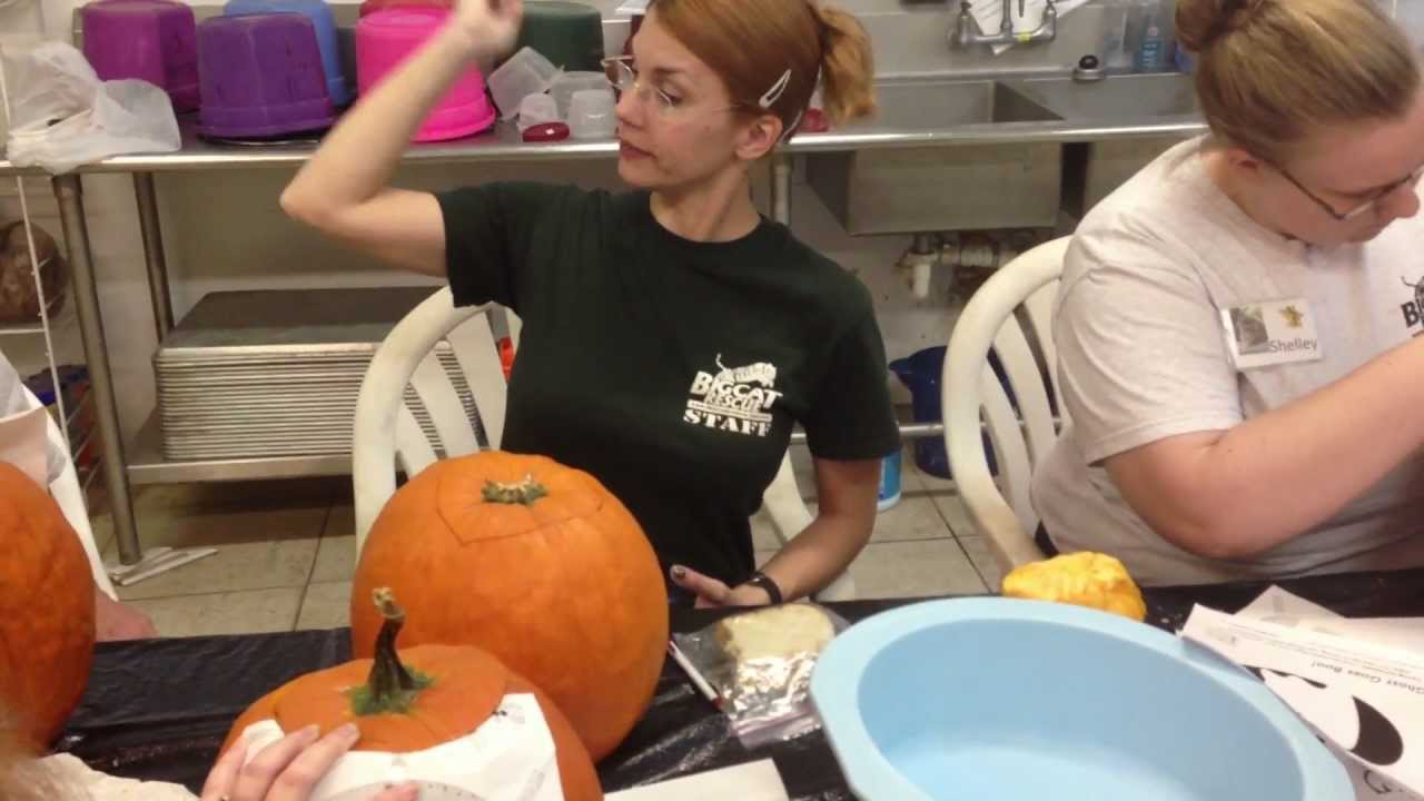 leopard print How To Carve A Pumpkin At Big Cat Rescue