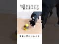 知育おもちゃで早食い防止　ボストンテリアのぼんちゃん