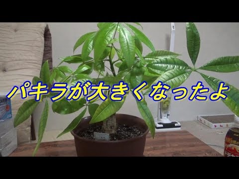 育て方 観葉植物ダイソーのパキラがこんなに大きくなりました Youtube