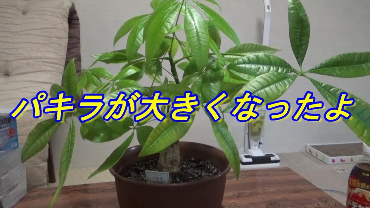 育て方 観葉植物ダイソーのパキラがこんなに大きくなりました Youtube