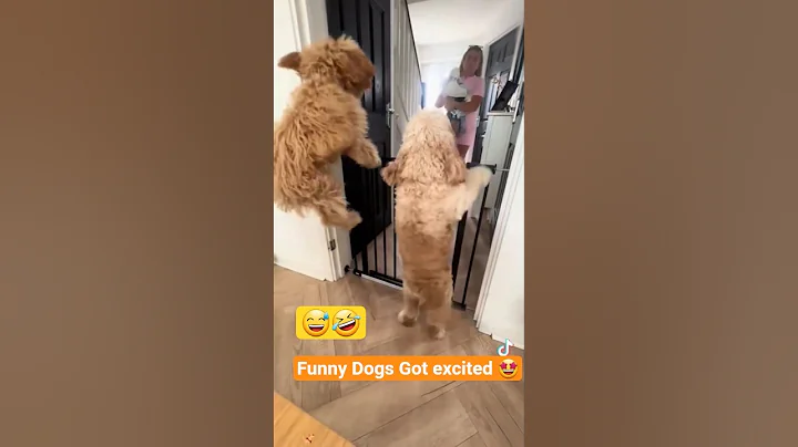 Video 10549921: cat compilation funny pet, cats cute pets compilation, dog pet funny compilation, cats dogs pets laugh