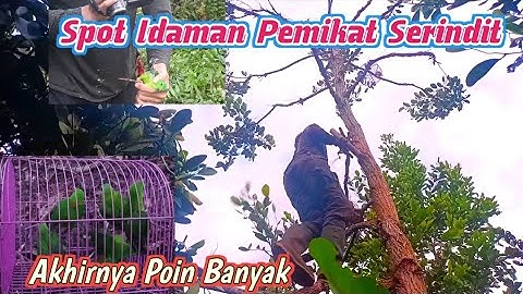 Mikat Serindit ll Di Serang Serindit Sampai Panik