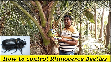 How to control Rhinoceros Bettles in Coconut Tree / How to protect Coconut with Sea Salt