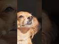 Fun dog facts