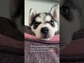 Can dostlarımız köpekler