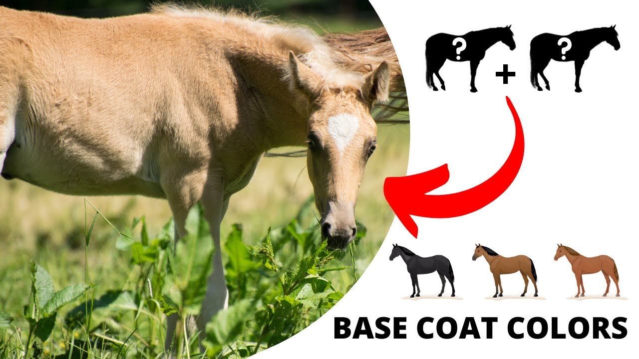 How to Make a Palomino Horse: A Quick Guide to Horse Coat Colors