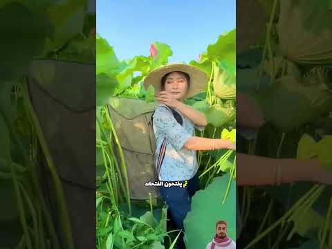 ثمار بذور اللوتس