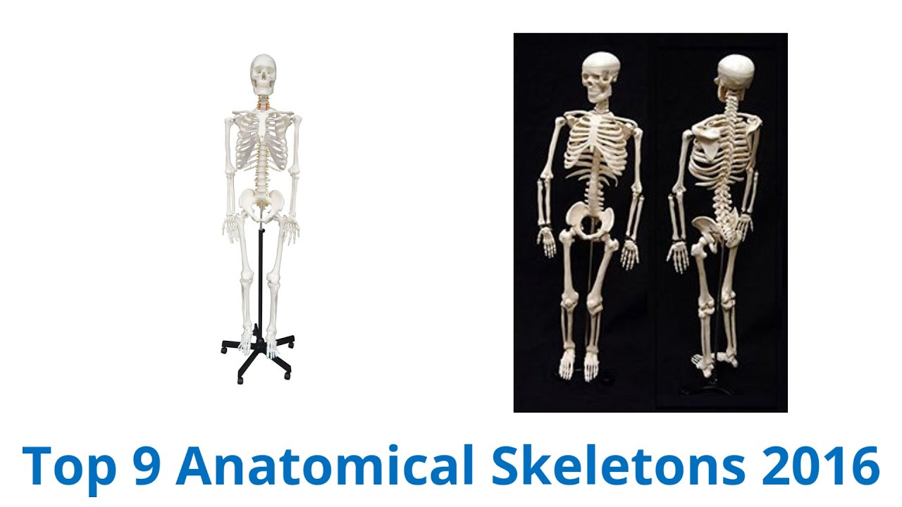 9 Best Anatomical Skeletons 2016 - YouTube