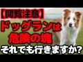 【閲覧注意】ドッグランで本当に起きた“危険すぎる事件”まとめ｜愛犬を守るために絶対知ってほしいリスク【犬のトラブル】