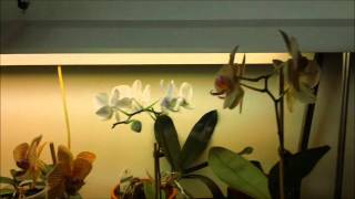 Mes orchidées fevrier 2012!!.wmv