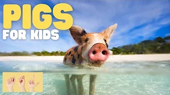 ASL Pigs for Kids
