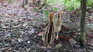 cassowary chicks fighting, 3