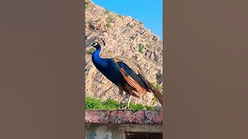 newbanshuridhun #cover #music #love #flute #picock #birds #peacock #musicgenre #ganpatimahamantra