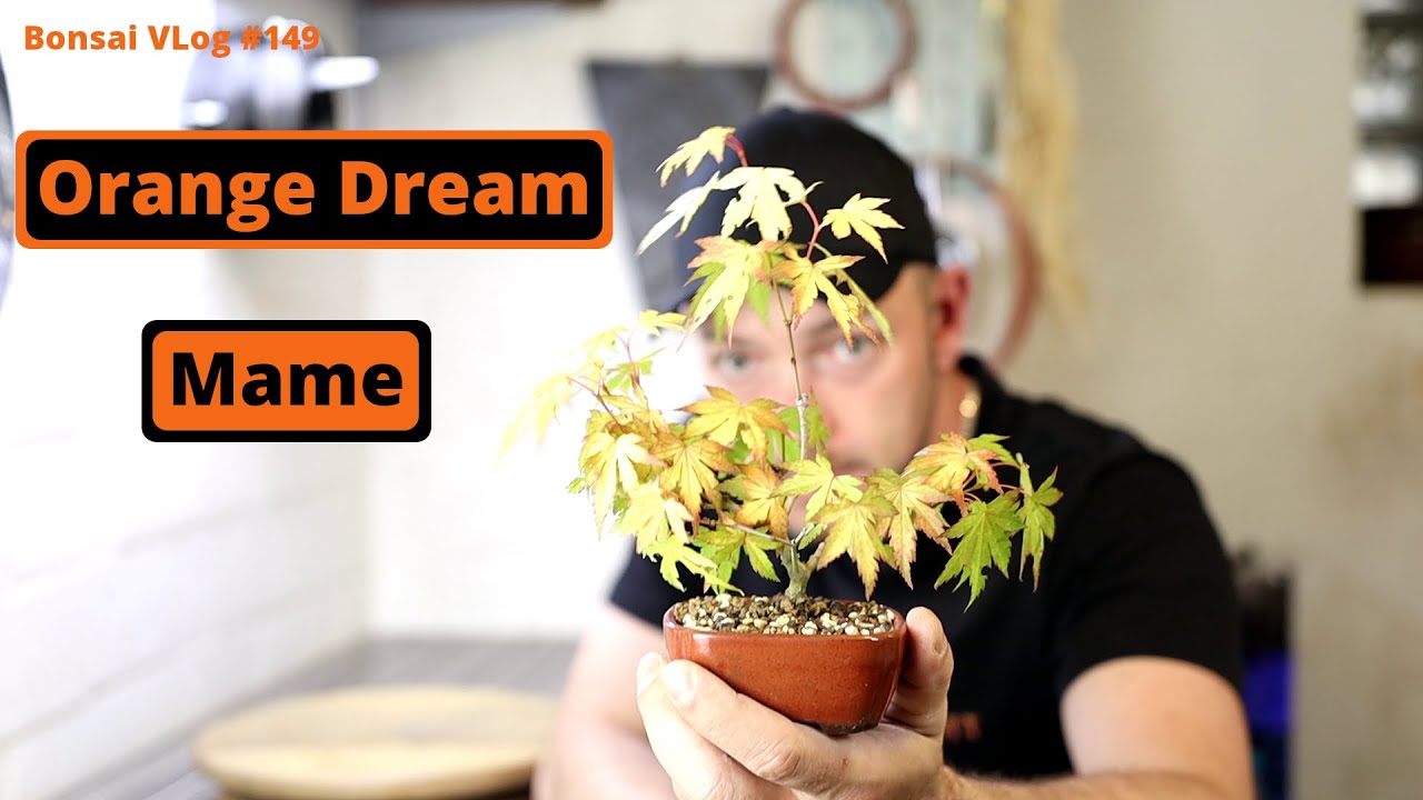 Mame Bonsai ganz einfach selber machen - Orange Dream [Umtopfen] | Bonsai VLog #149