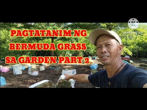 KAPINOY/PAGTATANIM NG BERMUDA GRASS SA GARDEN PART 2