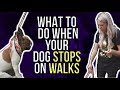 WHAT TO DO WHEN YOUR DOG STOPS ON WALKS WHAT TO DO WHEN YOUR DOG STOPS ON WALKS