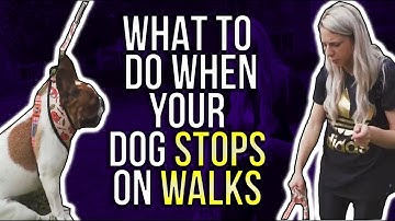 WHAT TO DO WHEN YOUR DOG STOPS ON WALKS