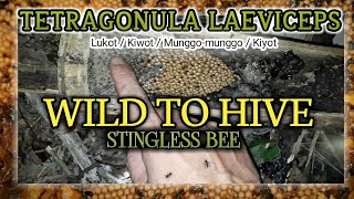 STINGLESS BEE TRANSFER Tetragonula laeviceps- munggo munggo #advensoy #honey #bee #diy