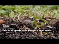 Este es el aporte de la levadura en el suelo - TvAgro por Juan Gonzalo Angel