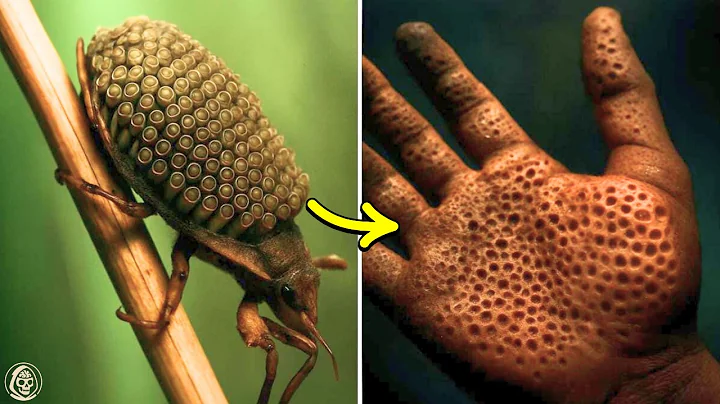 30 Most Dangerous Insects On Earth