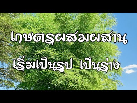 เกษตรผสมผสาน-เริ่มเป็นรูป-เป็น