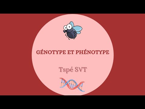 Vidéo: Qu'est-ce qu'un phénotype en biologie ?