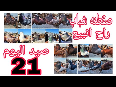 صيد اليوم 21 راح انبيع الطيور كلهن شباب
