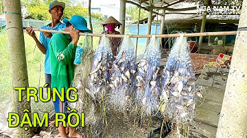 Ra Đồng Giăng Lưới Bắt Cá Và Cái Kết Tởn Tới Già 🤣/NGÃ NĂM TV