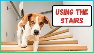 Teach Your Dog to Go Down and Up Stairs | Teach Your Dog how to Walk Down Steps