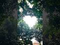 The most beautiful surprise ❤️Quanzhou’s hidden gem.#Quanzhou #AncientTemple #HeartTree