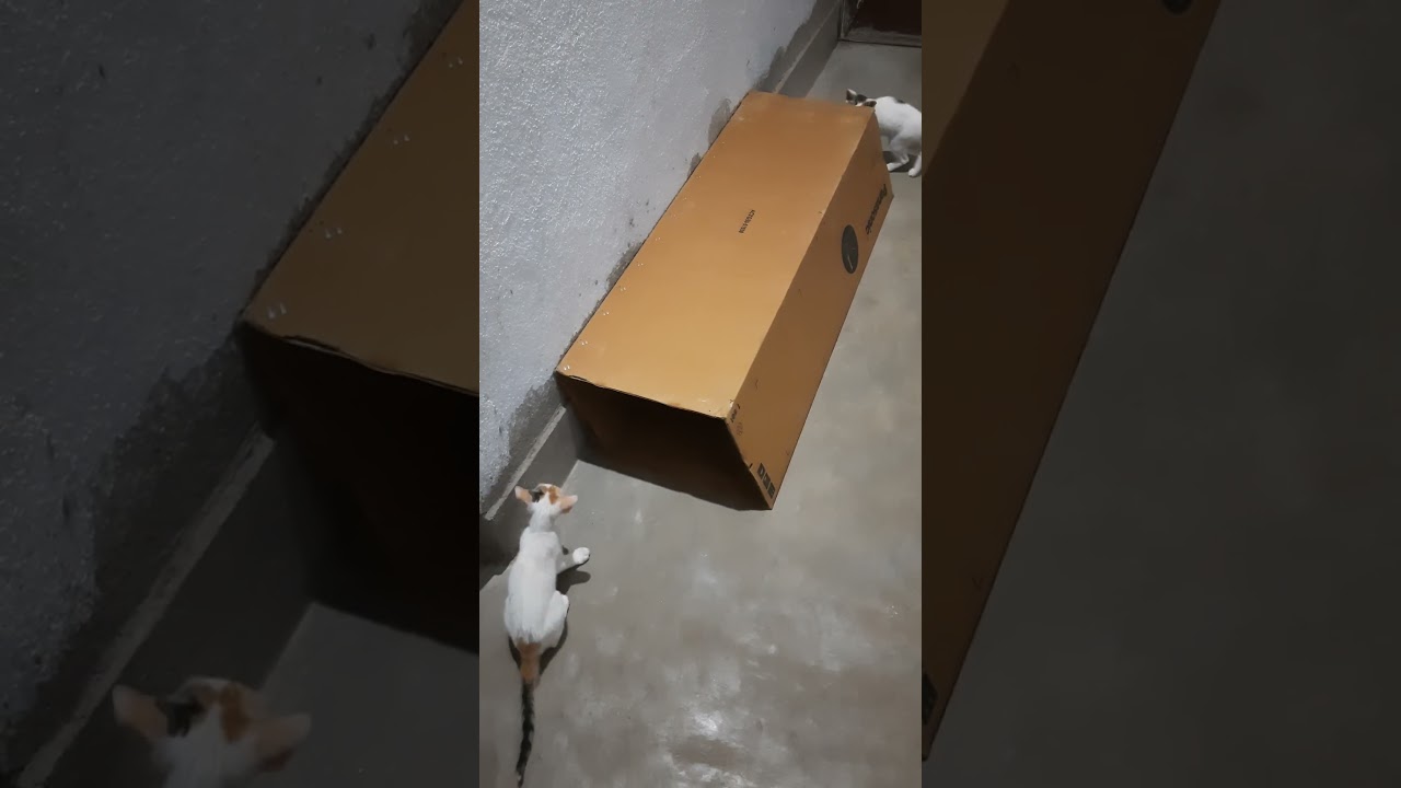 Kittens playing part-5