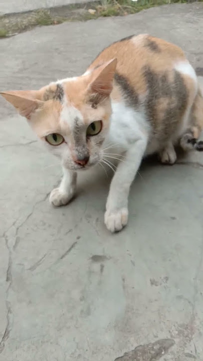 aksi kucing bringas #shorts