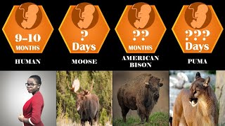 Animal pregnancy period |  comparison