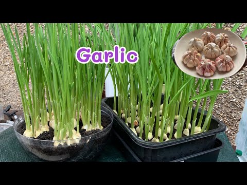 growing GARLIC for stir fry noodles 🌱🧄เพาะกระเทียมกินใบ🌱🧄🧄
