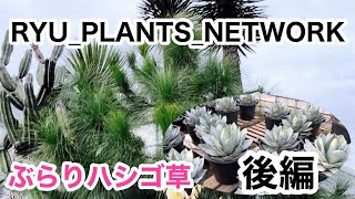 To [RYU_PLANTS_NETWORK]: A journey of 3,000 ri in search of