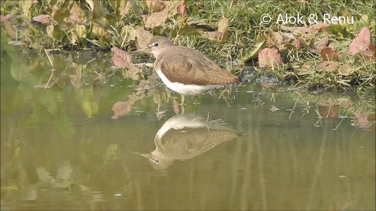 Green Sandpiper calling  ... by Renu Tewari and Alok Tewari