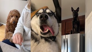 I dare you not to laugh at these funny dogs