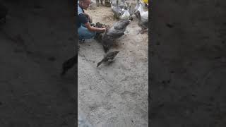 yeşil başlı ördek yavrulari