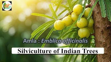 Silviculture of Indian Trees || Emblica officinalis || JPSC ACF, Forest Range Officer || UPSC IFoS