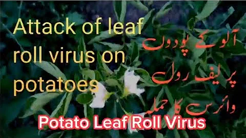Potato leaf roll virus has devastated potatoes worldwide