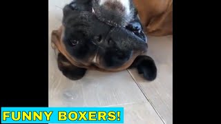 Cute and funny boxer dogs