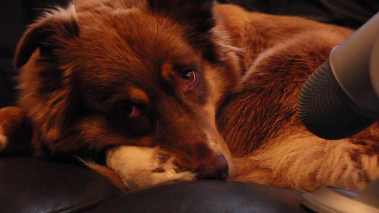 ASMR Dog sleeping next to you 🐕 Breathing Sounds, No Talking YouTube