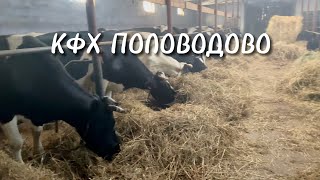 картинка: ПАПИЛЛОМЫ НА ВЫМЕНИ, НАШИ УДОИ И ФЕРМЕРСКИЕ МОМЕНТЫ