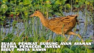 Suara pikat ayam ayaman betina birahi pemaggil jantan ribut