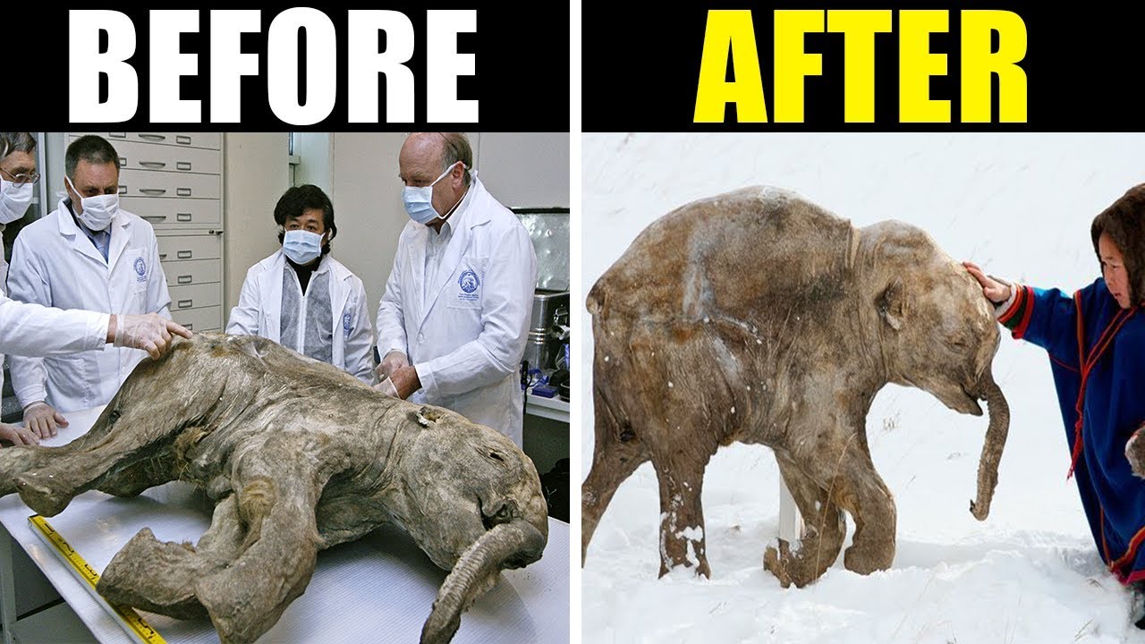 10 Extinct Animals Being Brought Back To Life YouTube