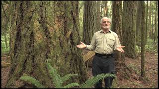 Vancouver Island Tree Stories Douglas fir MODERN