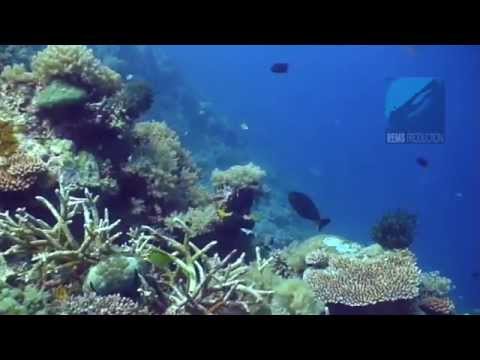 Diving South-East Corner, Apo Reef, Mindoro, Philippines